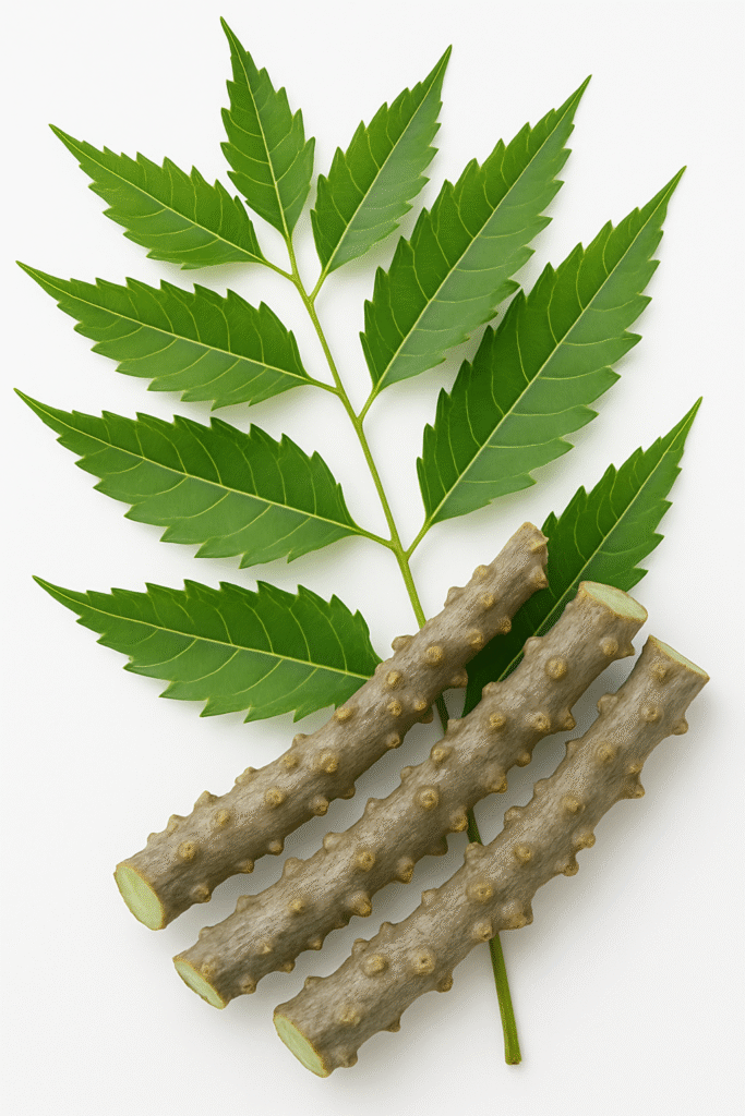 Neem and Giloy_ Nature’s Harmony (1)